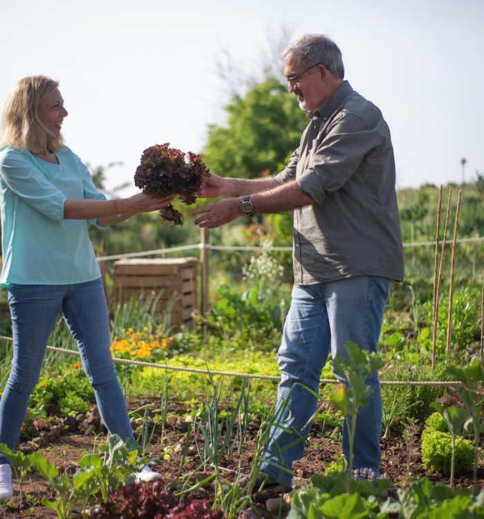 The Joy of Companion Planting: A Guide to Plant Partnerships