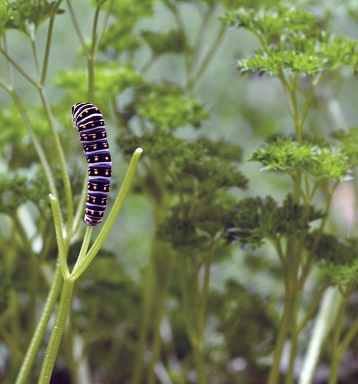 Your Ultimate Guide to All-Natural Garden Pest Control