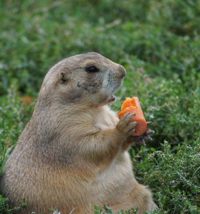 How to Keep Gophers Out of Your Garden: A Benevolent Battle of Wits
