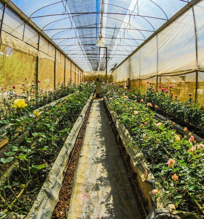 Greenhouse Gardening: Extending the Growing Season